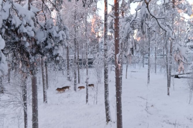 Rovaniemi: Trip to Ranua Zoo with Tickets Included - Pickup, Timing, and Getting There Smoothly