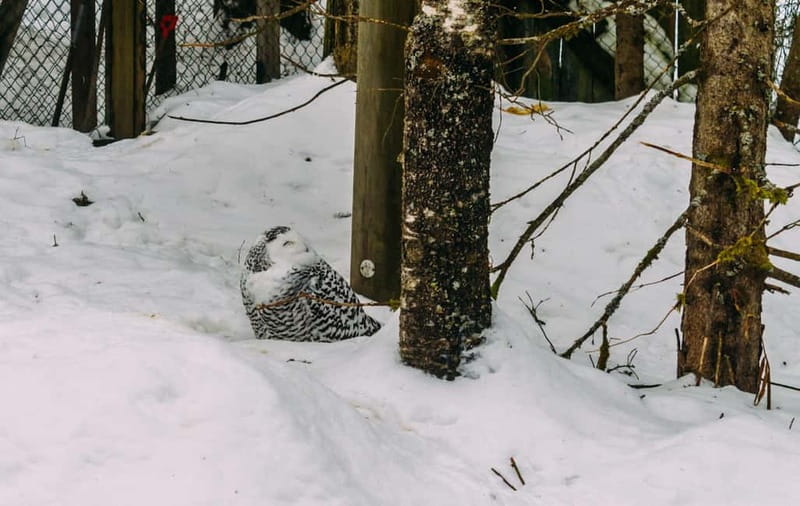 Rovaniemi: Trip to Ranua Zoo with Tickets - Pickup and ride quality with Uncle Alex