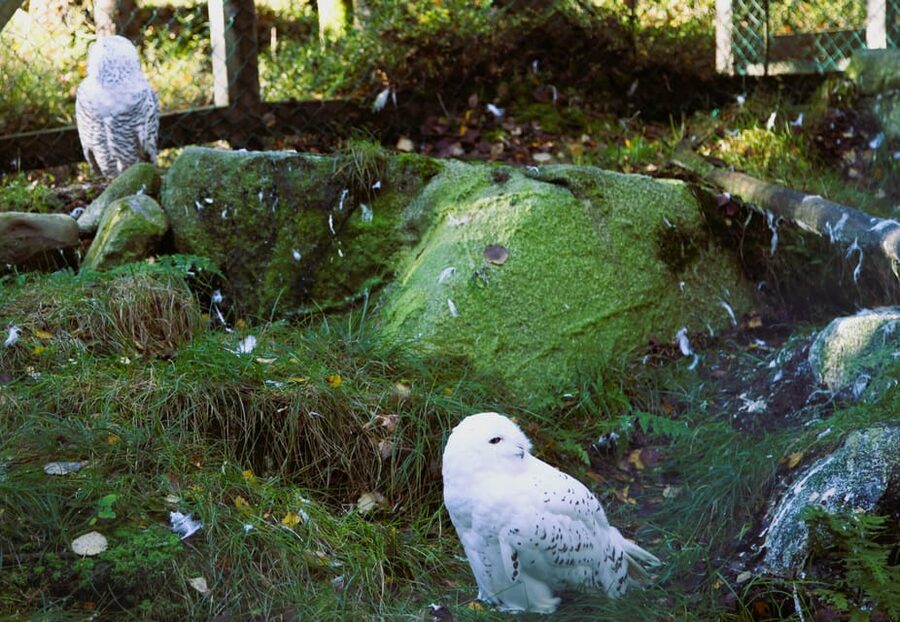 Rovaniemi: trip to the Ranua Zoo (transportation, tickets) - Walking the Zoo in Winter: What the Path Experience Feels Like