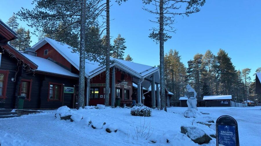 Rovaniemi: trip to the Ranua Zoo (transportation, tickets) - Birds of the North: How to Get Your Owl Fix