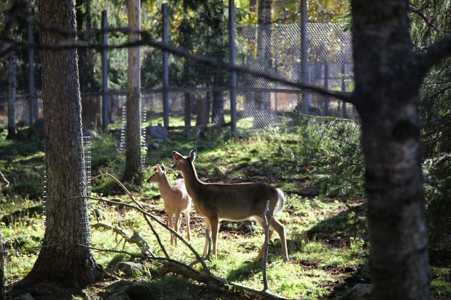 Rovaniemi: trip to the Ranua Zoo (transportation, tickets) - Kids, Play Areas, and Keeping Energy Up