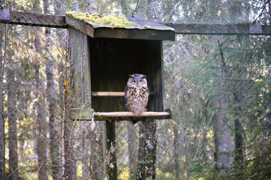 Rovaniemi: trip to the Ranua Zoo (transportation, tickets) - Price and Value: What $117 Includes, and Why That Matters