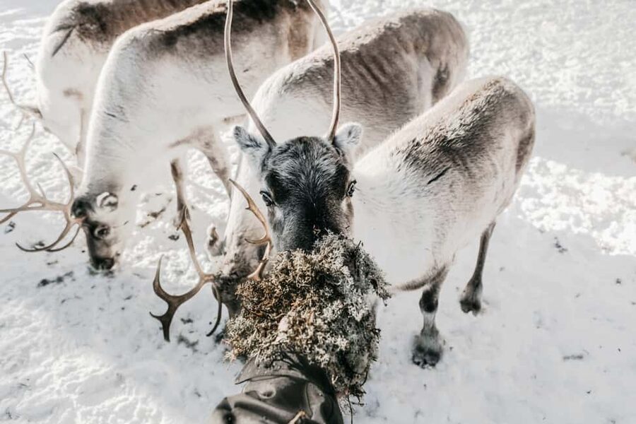 Rovaniemi: Visit to Santa's reindeer farm with reindeer ride - Feeding, Petting, and Photos With Reindeer, Elves, and the Herder