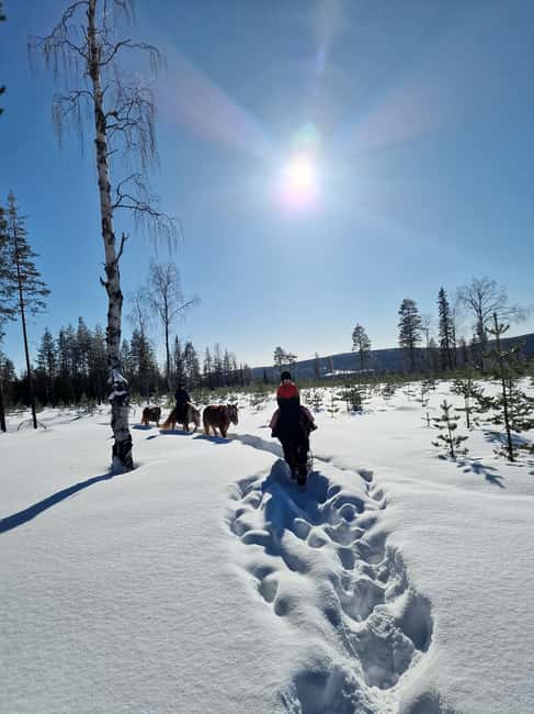 Rovaniemi: Winter Horseback Ride on Snowy Hills and Forests - Why Ranch Kuulas’ Snow Ride Feels More Lapland Than Touristic Rovaniemi