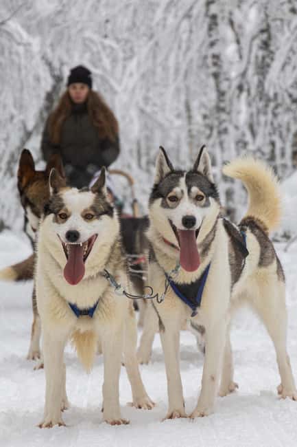 Ruka: 2,5km Family Husky Safari - Meeting point at Lammintupa Cafe: arrive early and expect a quick start