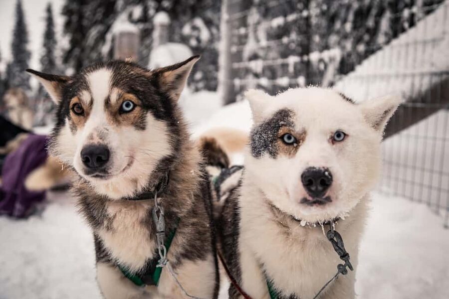 Ruka: 2,5km Family Husky Safari - Price at about $51 per person: where the value comes from