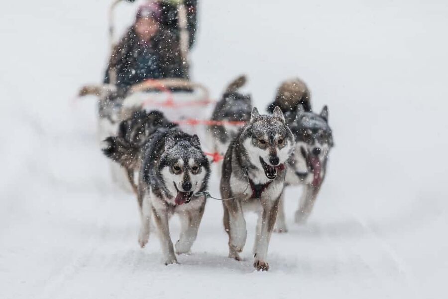 Ruka: 5km Husky Safari with Snacks and Campfire - Self-driven 5 km sled control through snowy forest and quiet swamps