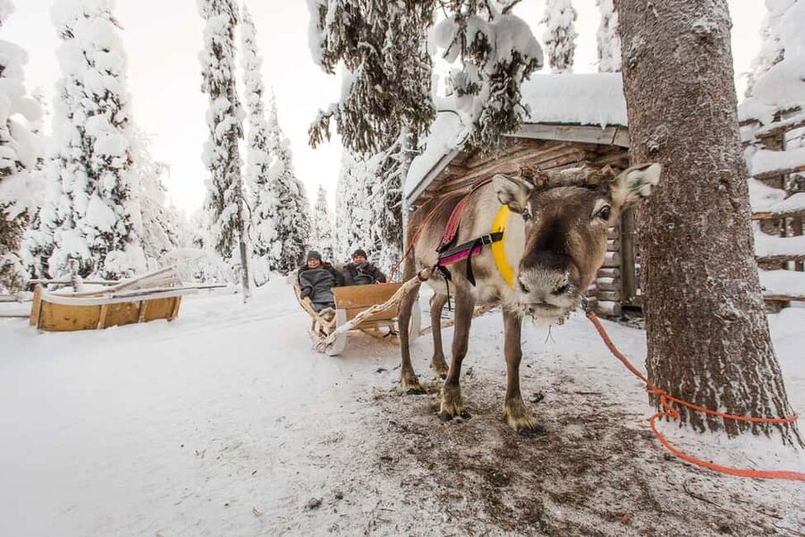 Ruka: Reindeer Ride with Feeding - Key points to know before you go
