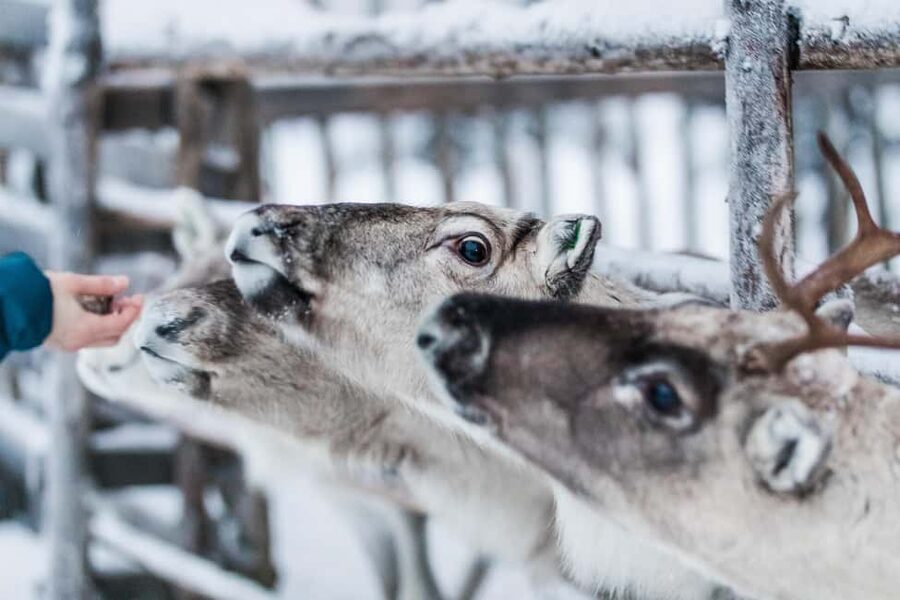 Ruka: Reindeer Ride with Feeding - Feeding the reindeer and taking photos the right way
