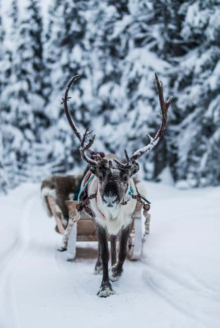 Ruka: Reindeer Ride with Feeding - The sleigh ride through Lapland snow, 300 meters of pure magic