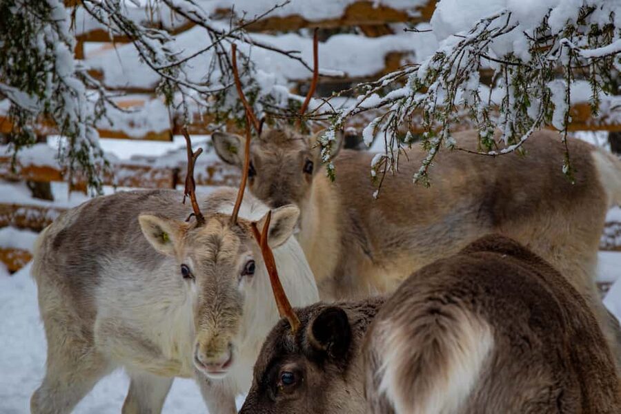 Ruka: Reindeer Ride with Snacks and Storytime - The 1.5 km Reindeer Sledge Ride Through Quiet Old Woods