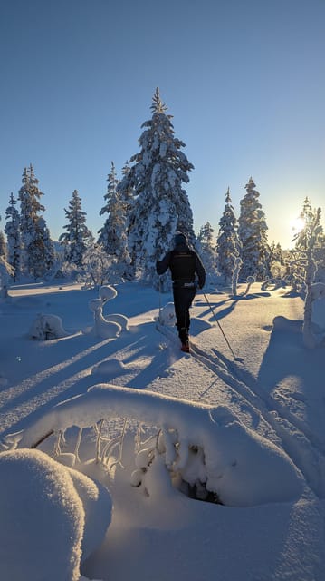 Saariselkä: Back-Country Skiing Guided Tour - What the guided “choose your way” part really means