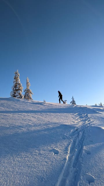Saariselkä: Back-Country Skiing Guided Tour - Wildlife spotting: birds, rabbits, and reindeer on your route