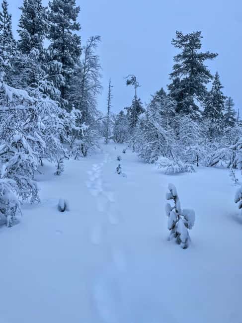 Saariselkä: Guided Forest Snowshoe Walk - Why this Saariselkä snowshoe walk feels different from most Lapland tours