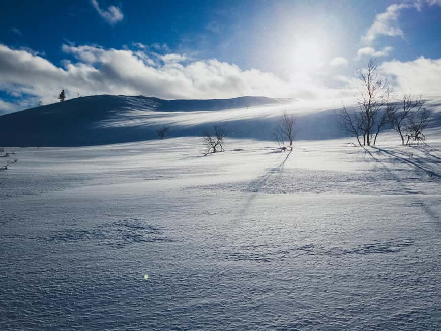 Saariselkä: Guided Forest Snowshoe Walk - Who should book this snowshoe walk, and who might skip it