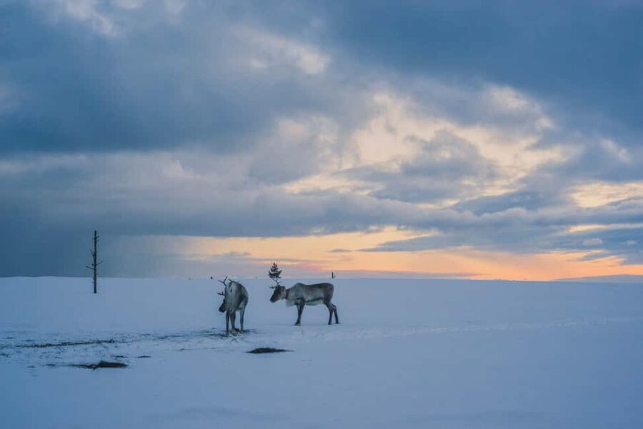 Saariselkä: Guided Forest Snowshoe Walk - Should you book this Saariselkä guided forest snowshoe walk?