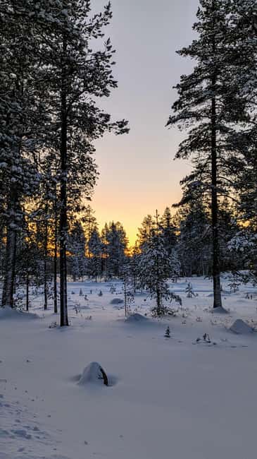 Guided Forest Snowshoe Walk