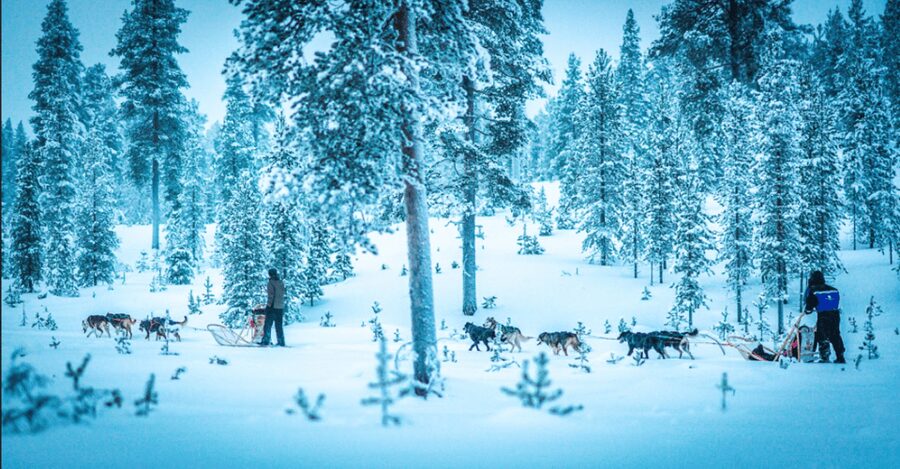 Saariselkä: Husky Safari with Aurora Borealis Hunt - Key highlights at a glance