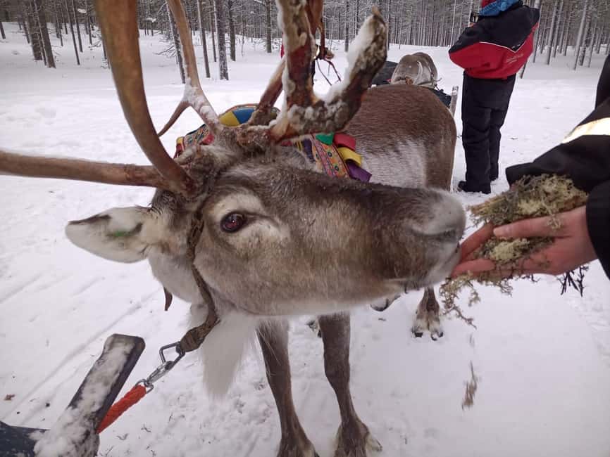 Saariselkä: Northern Lights & Reindeer Sledding Tour - Where the evening starts: Honkapolku 1 and a 15-minute transfer