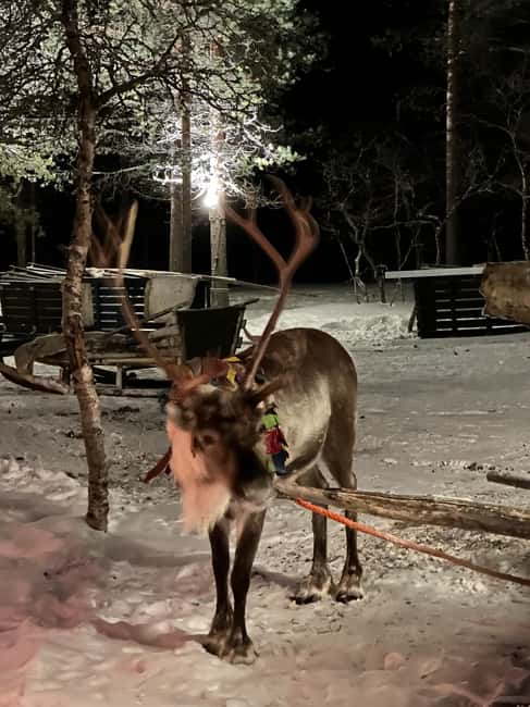 Saariselkä: Northern Lights & Reindeer Sledding Tour - The rules that keep the experience safe (and your photos usable)