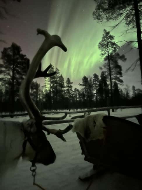 Saariselkä: Northern Lights & Reindeer Sledding Tour - Should you book the Saariselkä Northern Lights & Reindeer Sledding tour?