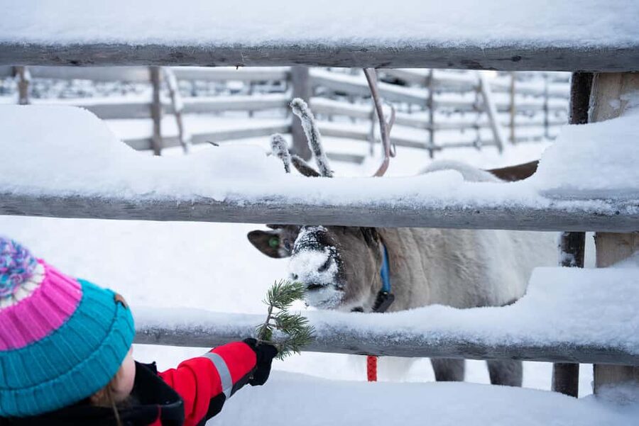 Saariselkä: Reindeer Farm Experience with Snack and Drinks - The Hidden Value: Why the Reindeer Story Matters