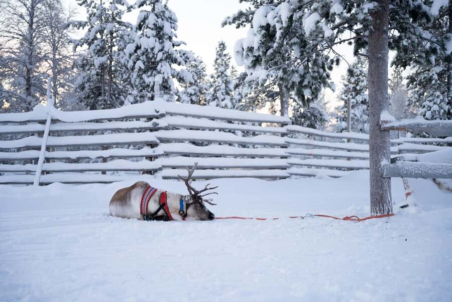Saariselkä: Reindeer Farm Experience with Snack and Drinks - Who This Experience Fits Best