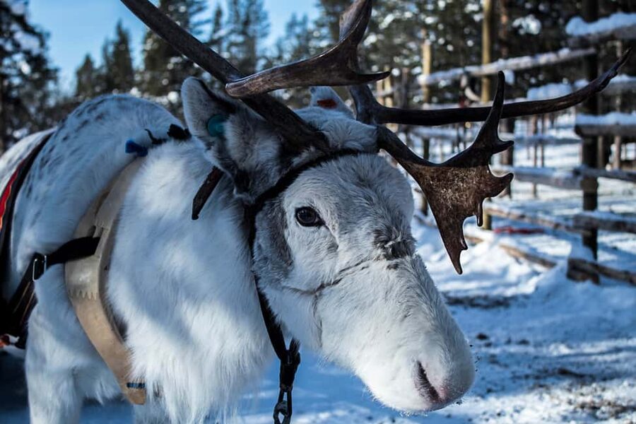 Saariselkä: Reindeer Farm Experience with Snack and Drinks - What to Bring So You Stay Comfortable Outdoors