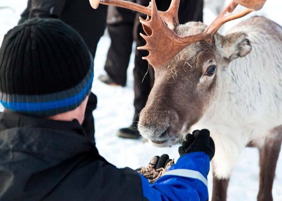 Saariselkä: Reindeer Farm Experience with Snack and Drinks - Should You Book the Kuukkeli Saariselkä Reindeer Experience?