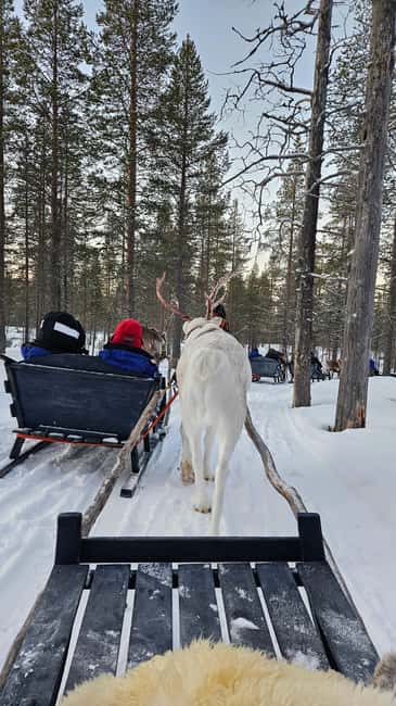 Saariselkä : Reindeer Sleigh Ride with Snacks & Hot Drink - Key things to know before you go