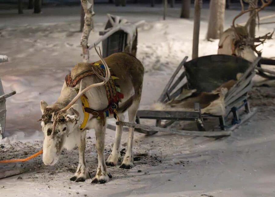 Saariselkä : Reindeer Sleigh Ride with Snacks & Hot Drink - Why this Saariselkä reindeer sleigh ride feels so different in Lapland