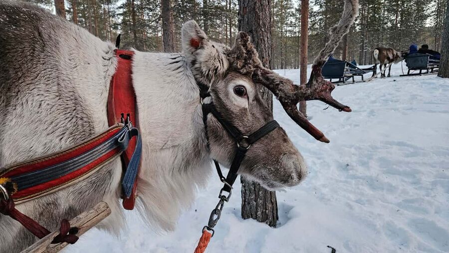 Saariselkä : Reindeer Sleigh Ride with Snacks & Hot Drink - The guided sleigh ride: comfort first, then the quiet magic