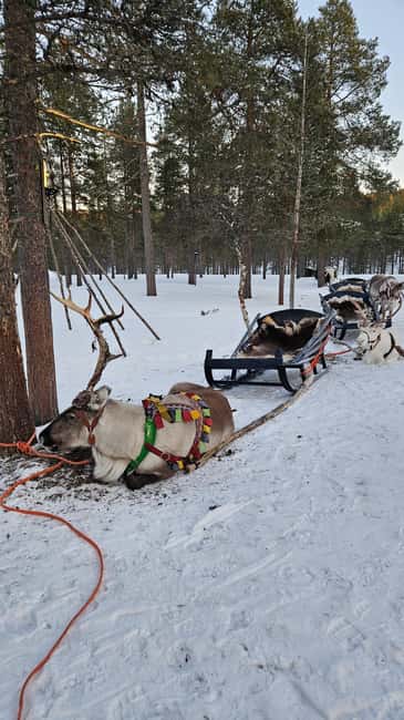 Saariselkä : Reindeer Sleigh Ride with Snacks & Hot Drink - Photos and practical tips for close-up reindeer moments