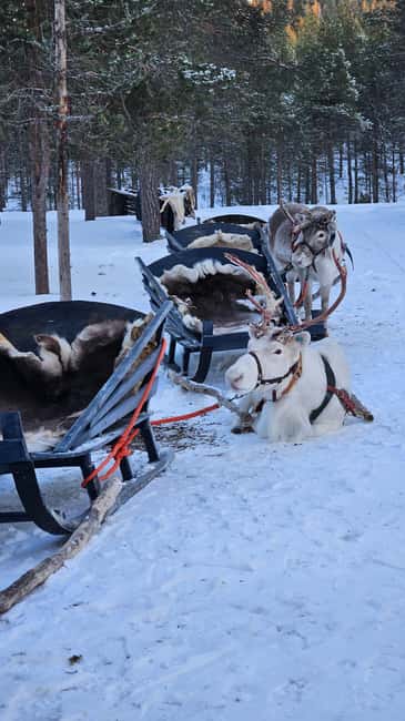 Saariselkä : Reindeer Sleigh Ride with Snacks & Hot Drink - When this tour may not be your best fit