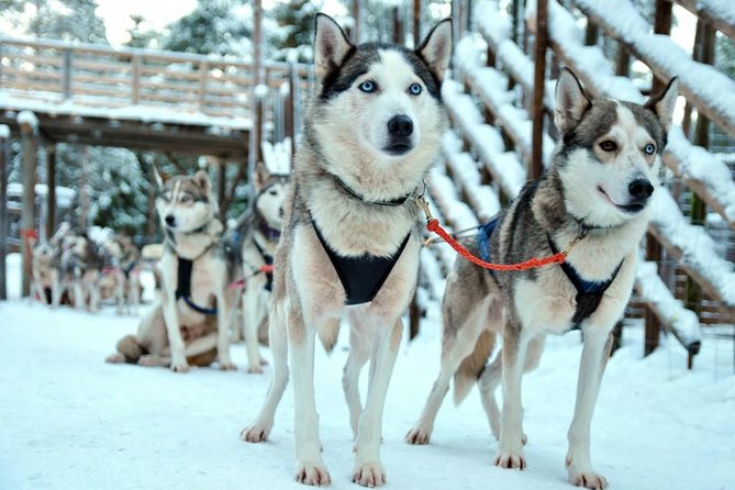 Santa Claus Village Guided Tour & Arctic Animals Adventure - Timing, group size, and how to dress for the cold