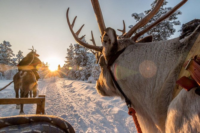 Santa Claus Village Guided Tour & Arctic Animals Adventure - Who should book this Santa Claus Village and Arctic Animals combo