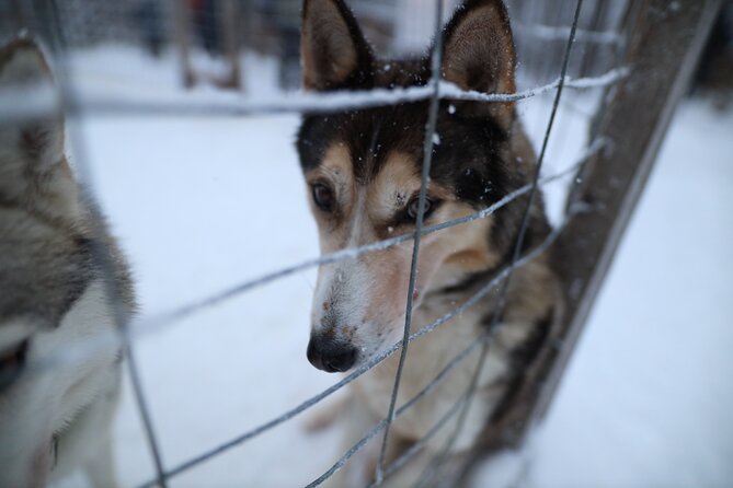 Santa Claus Village, Husky and Reindeers Combo Safari - Husky Park and Sleigh Ride What the Guide Adds