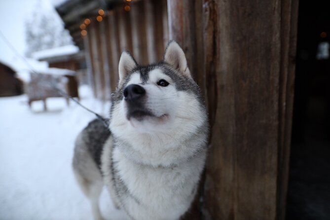 Santa Claus Village, Husky and Reindeers Combo Safari - Guides and Group Experience, Why It Can Feel Personal
