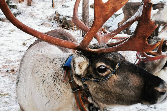 Santa's Reindeer & Husky Safari + Aurora BBQ in Rovaniemi - Key highlights worth knowing