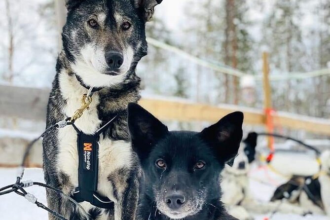 Santa's Reindeer & Husky Safari + Aurora BBQ in Rovaniemi - Midday break around Santa Claus Village or back to your hotel