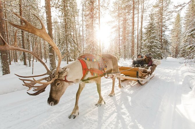 Santa's Reindeer & Husky Safari + Aurora BBQ in Rovaniemi - Aurora hunt from 20:00 to about 23:30: two spots, an intro, and patience