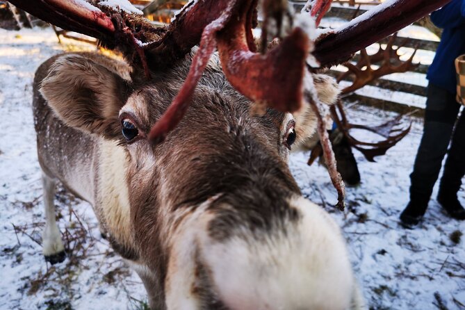 Santa's Reindeer & Husky Safari + Aurora BBQ in Rovaniemi - Price and value: is $289.04 fair for a full animal-and-aurora day?