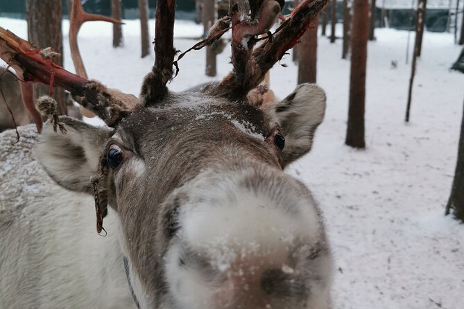 Santa's Reindeer & Husky Safari + Aurora BBQ in Rovaniemi - Warm-up details: hot berry tea and a calmer start than you might expect