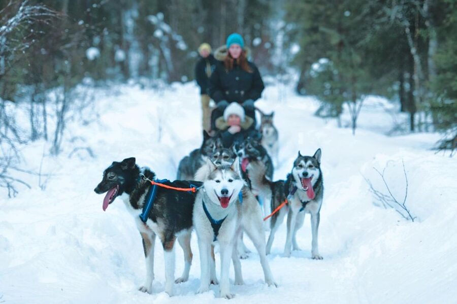 Sirkka: Husky Sled Ride in Levi 2km or 5 km from Levi - Key Points to Know Before You Go