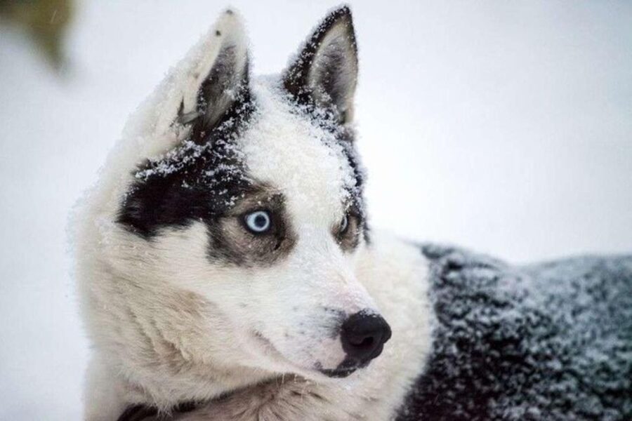 Sirkka: Husky Sled Ride in Levi 2km or 5 km from Levi - Back at the Fire: Hot Drinks, Cookies, and Dog Stories