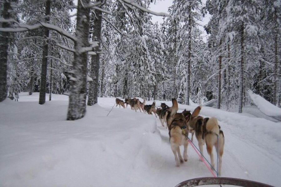 Sirkka: Husky Sled Ride in Levi 2km or 5 km from Levi - Arriving at the Husky Park: Meeting the Dogs Up Close