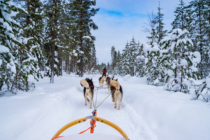Small-Group Husky Mushing Experience in Rovaniemi - Key Highlights I Think You Should Know