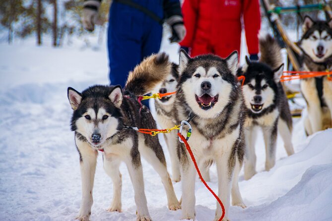 Small-Group Husky Mushing Experience in Rovaniemi - Rovaniemi Husky Mushing, what 4.5 hours feels like in real life