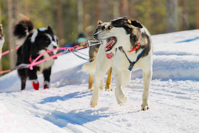 Small-Group Husky Mushing Experience in Rovaniemi - The stop that turns it from an activity into a memory: kota snacks and dog time