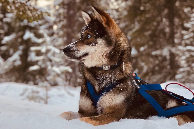 Small-Group Husky Mushing Experience in Rovaniemi - What to wear and bring for deep winter comfort